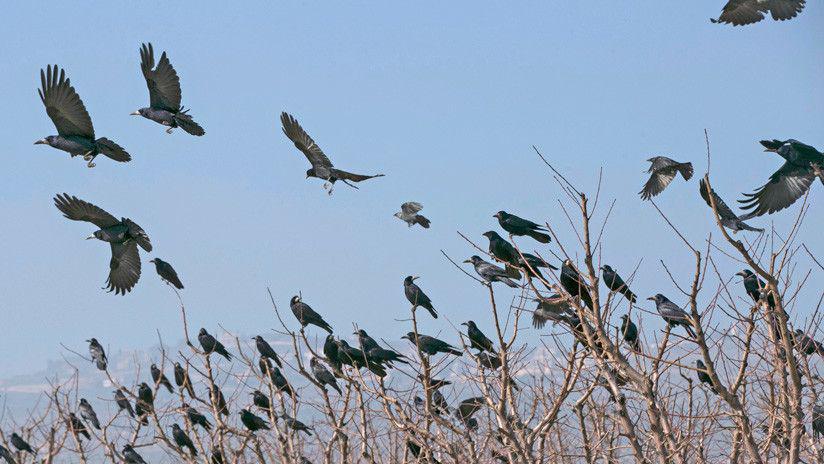 Miles de paacutejaros oscurecen el cielo de Texas