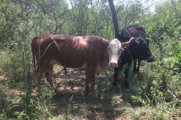 Recuperan vacas valuadas en maacutes de 70 mil robadas a productor