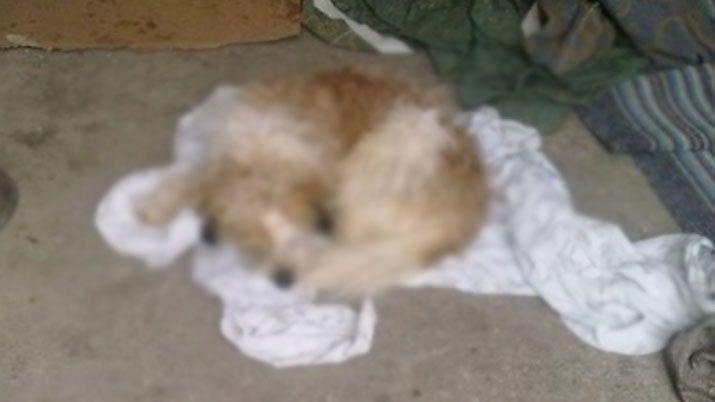 Pateoacute y matoacute al caniche de su mujer en medio de una discusioacuten por dinero