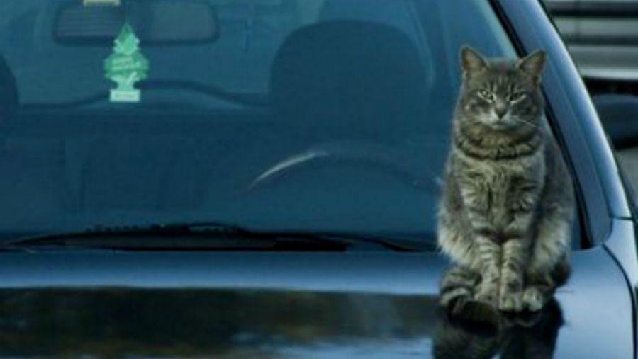 Limpioacute su auto con un gato y ahora es buscado por la Policiacutea