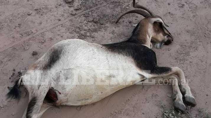 La aparición de una cabra muerta preocupa a paraje choyano