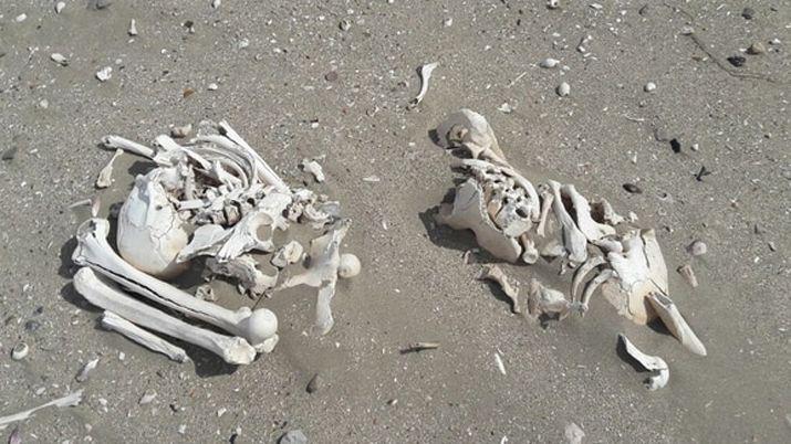 Hallaron 20 esqueletos con maacutes de 3 mil antildeos de antiguumledad