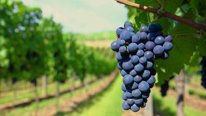en Santiago del Estero se plantó la primera vid del país