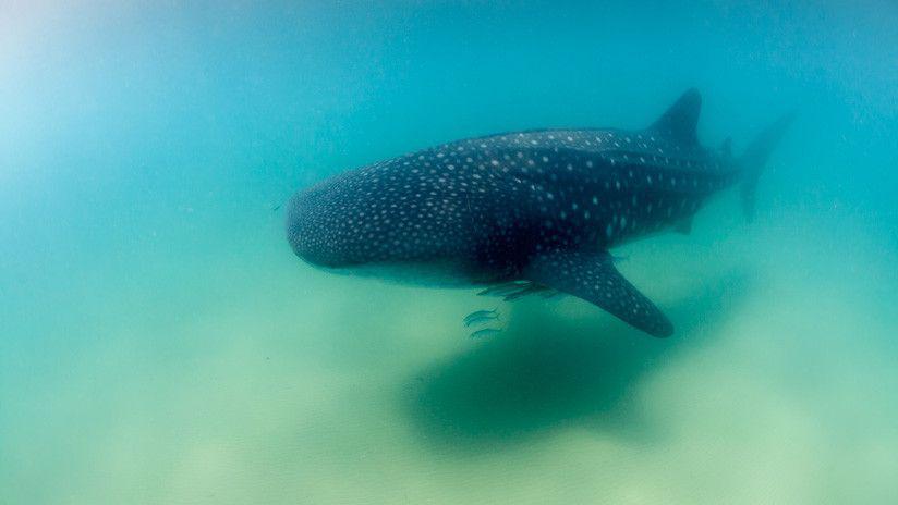 Encontraron un tiburoacuten en la playa y ahora temen que llegue el apocalipsis