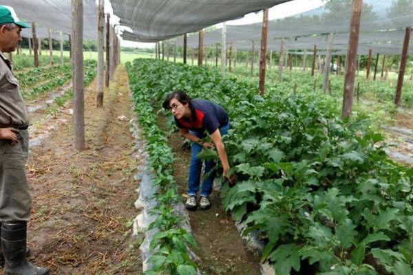 El Inta fortalece la actividad de  los pequentildeos productores hortiacutecolas 