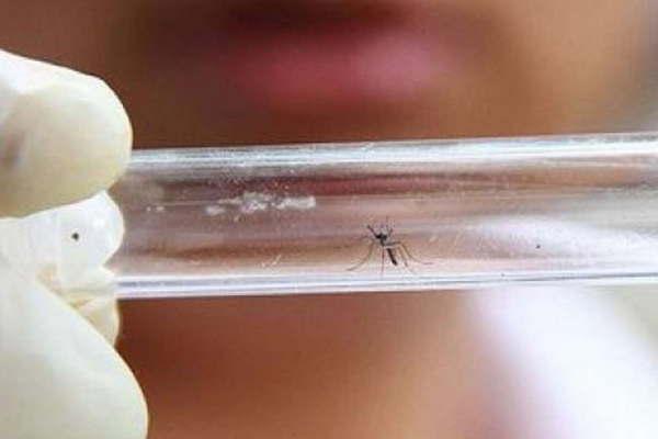 Confirmaron el primer caso de dengue del antildeo en la provincia de Jujuy