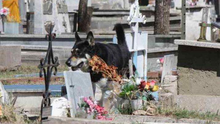 Murioacute Capitaacuten el perro viviacutea junto a la tumba de su amo