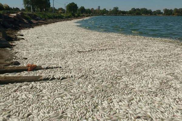 Cientos de peces muertos en una  laguna de La Pampa