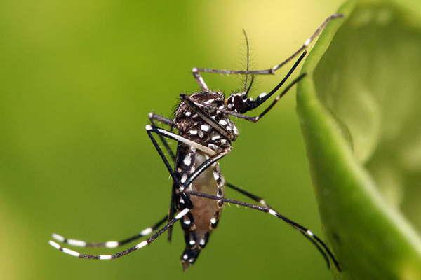 Desde el Ministerio de Salud piden tomar medidas para prevenir el zika dengue y chikunguntildea