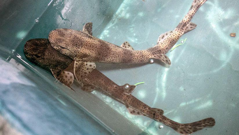 Sorpresa- Un padre e hijo encuentra a un tiburoacuten en su patio