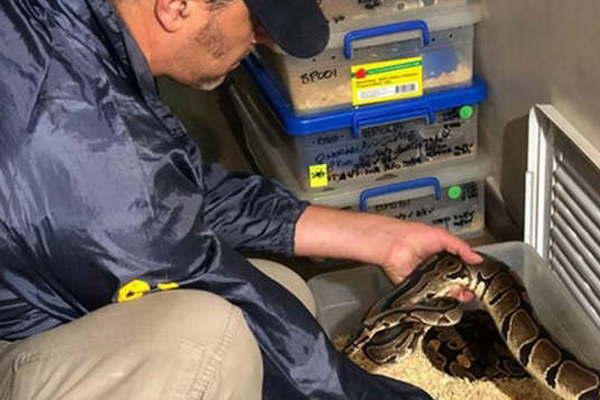 Secuestraron maacutes de 200 serpientes en un departamento de Once en Buenos Aires