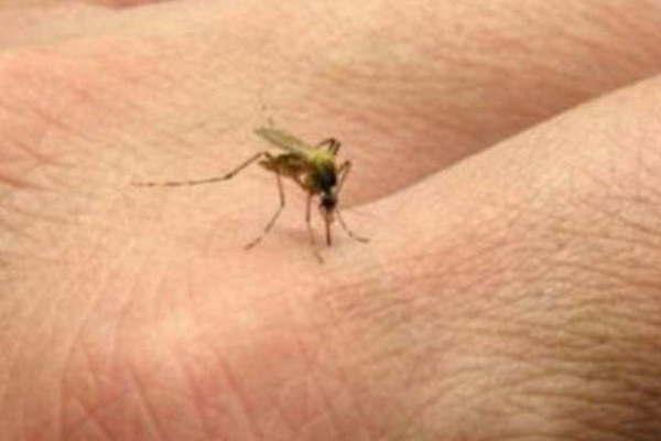 Tras la deteccioacuten del primer caso  importado de fiebre amarilla  piden tomar todos los recaudos 