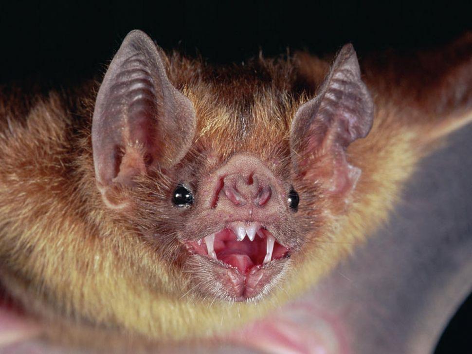 Un nintildeo de seis antildeos fue mordido por un murcieacutelago con rabia