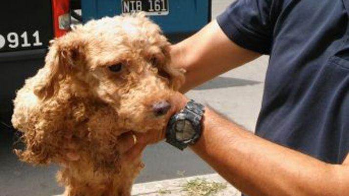 Horror- cortaban las cuerdas vocales de perritos para no alertar sobre criadero