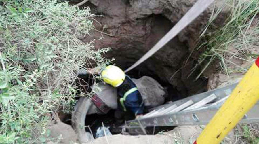 Bomberos rescataron un caballo que cayoacute en un pozo seacuteptico
