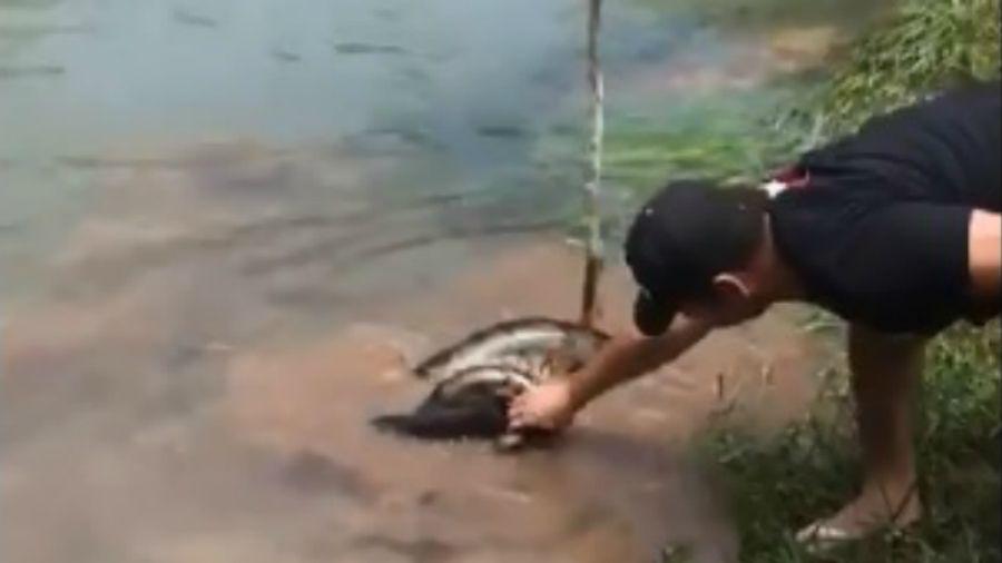 Logroacute salvar a su perrito de ser devorado por una anaconda