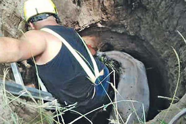 Maacutes de 6 horas les llevoacute a Bomberos rescatar un caballo de un pozo ciego