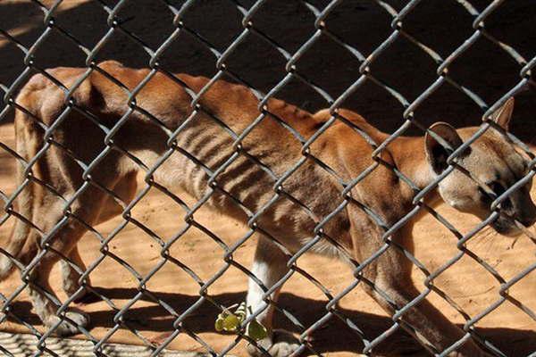 Animales de un Zoo de Venezuela sufren desnutricioacuten
