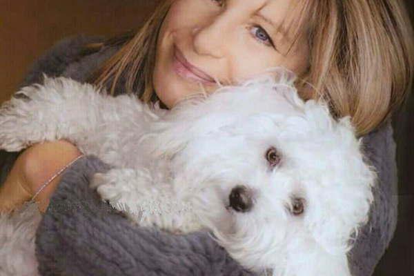 La actriz y cantante Barbra Streisand confesoacute que mandoacute a clonar a su perra Samantha tras su muerte 