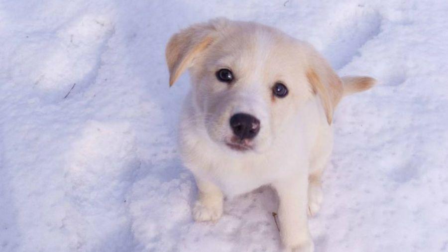 Desafiacuteo viral- iquestPodeacutes ver al perro en la nieve