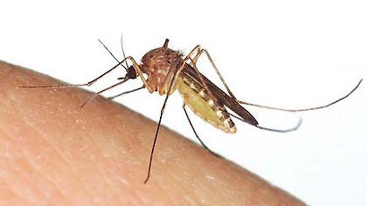 Detectan el primer caso de dengue autoacutectono del antildeo en Buenos Aires