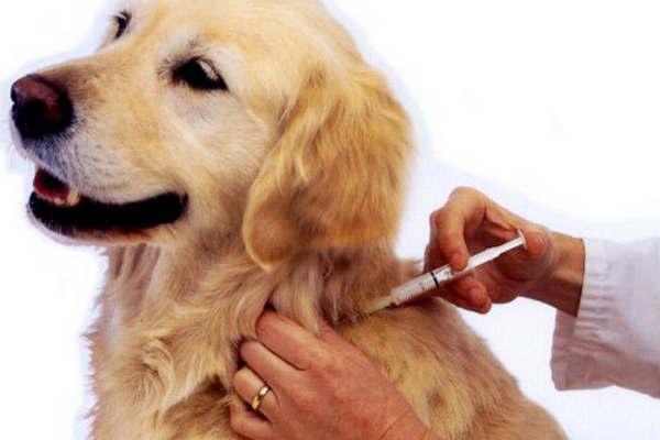 Esta semana continuaraacute la vacunacioacuten de perros y gatos para prevenir la rabia en la ciudad Capital 