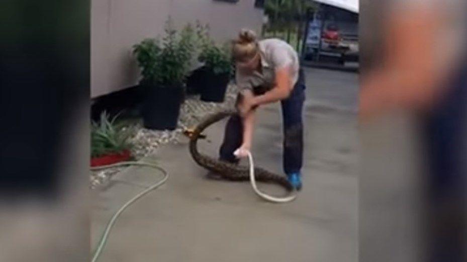 Una electricista captura a una pitoacuten