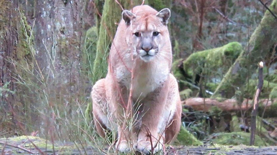 Un puma acechoacute a un hombre desarmado por maacutes de una hora