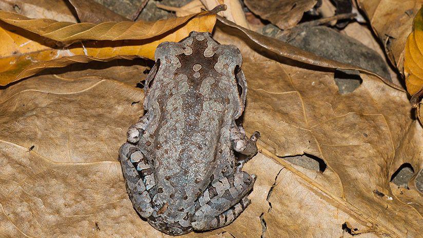 Un sapo sin rostro sorprende a Internet