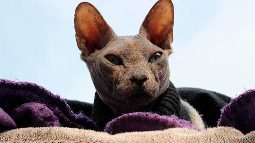 Conoceacute al misterioso gato que revoluciona las redes