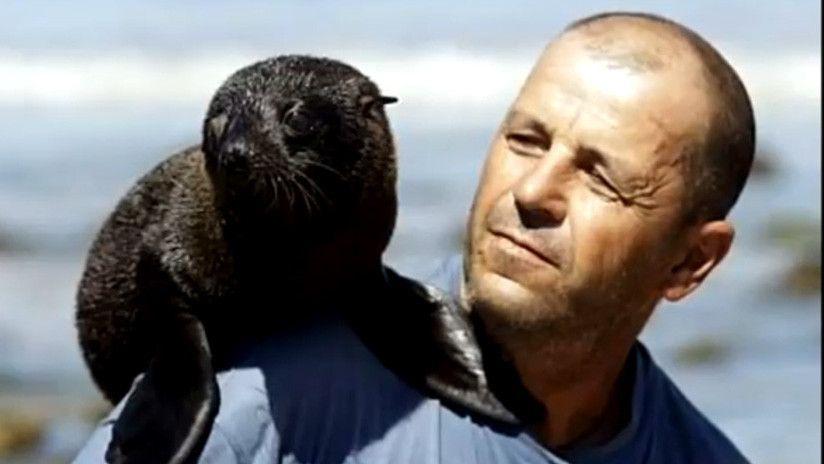 Dos lobos marinos adoptan como padre a la persona que lo rescatoacute