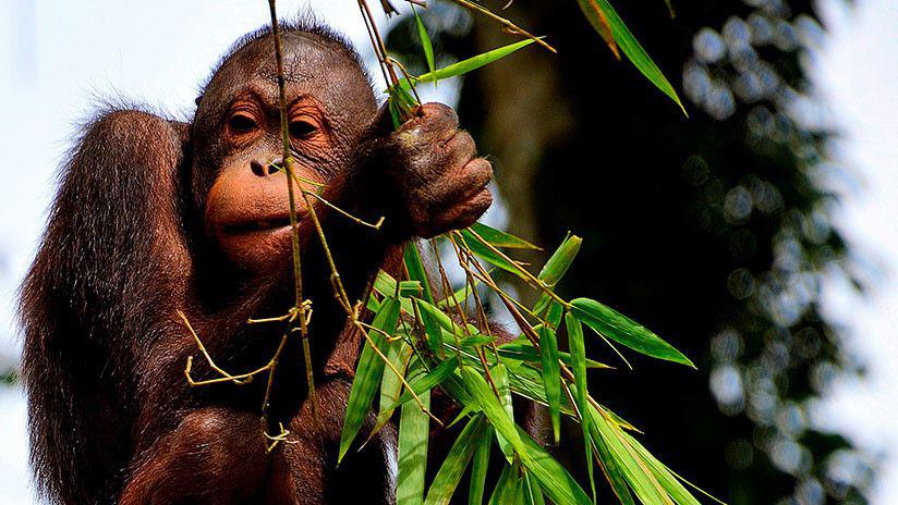 Indignacioacuten en las redes sociales por un orangutaacuten fumador