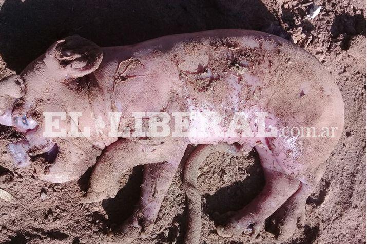 El nacimiento del porcino con malformaciones se produjo en el paraje Santo Domingo