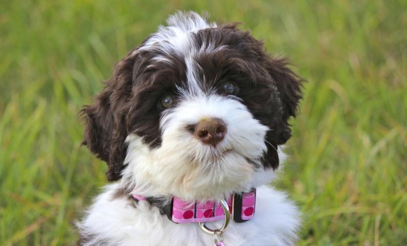 El perro que tiene cara de ser humano