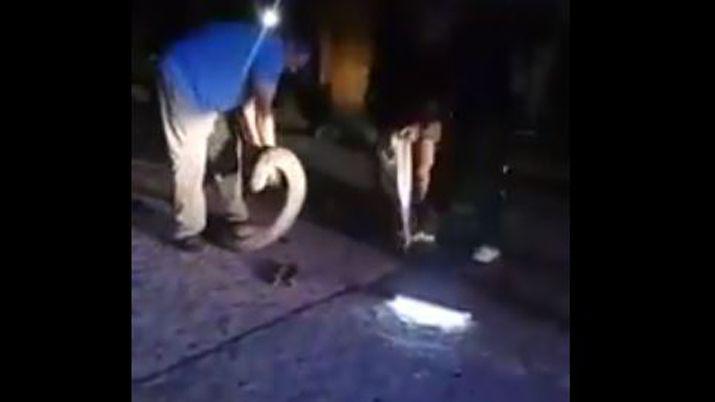 VIDEO  Una lampalagua sorprendioacute a los antildeatuyenses en pleno centro