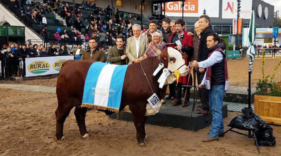 Matilda una vaca criada en Santiago se alzoacute con el premio Mayor de Braford en EEUU