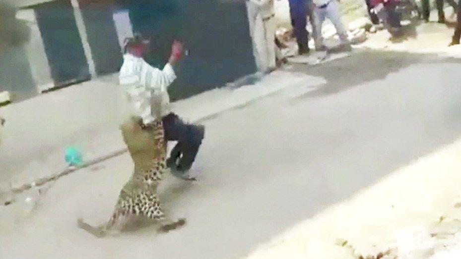 Video- Un leopardo salvaje ataca a unos habitantes de la India