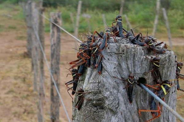 Detectaron 30 mangas de langosta en Moreno y alertaron que la situacioacuten es muy grave