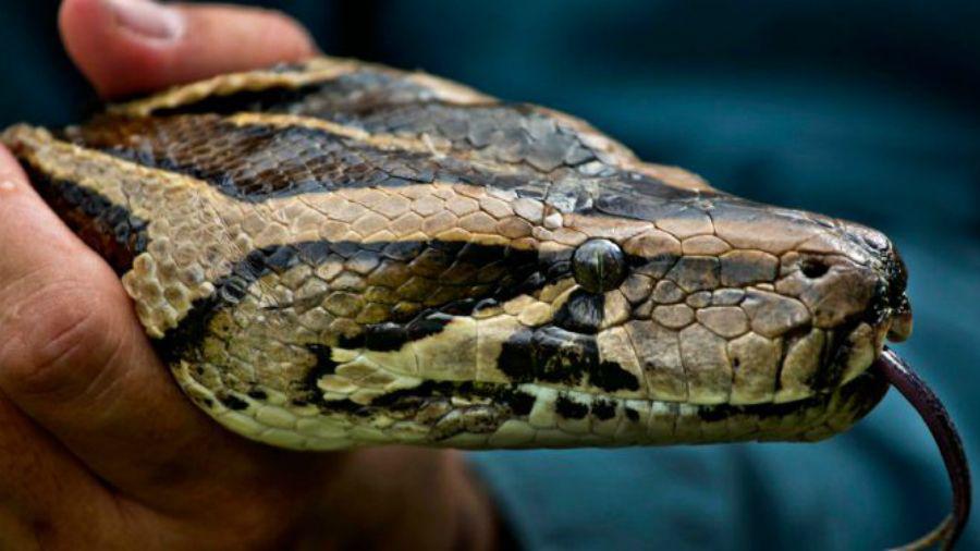 Encuentra una pitoacuten dentro de la pared del living de su casa