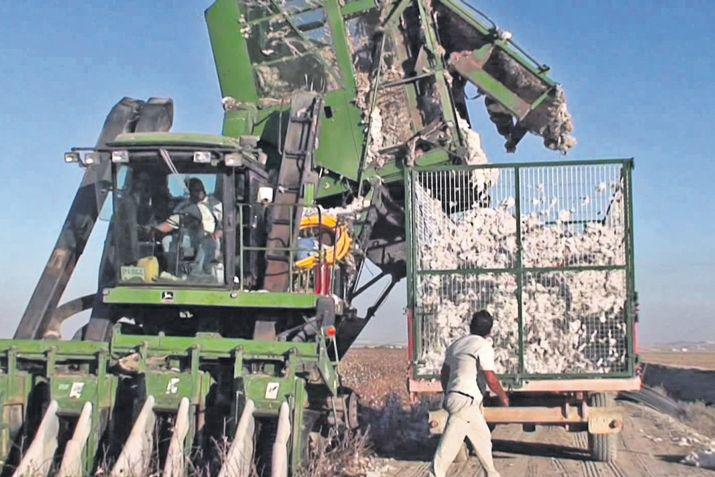 Logran producir hasta 3 toneladas  de algodoacuten por hectaacuterea en Chaco