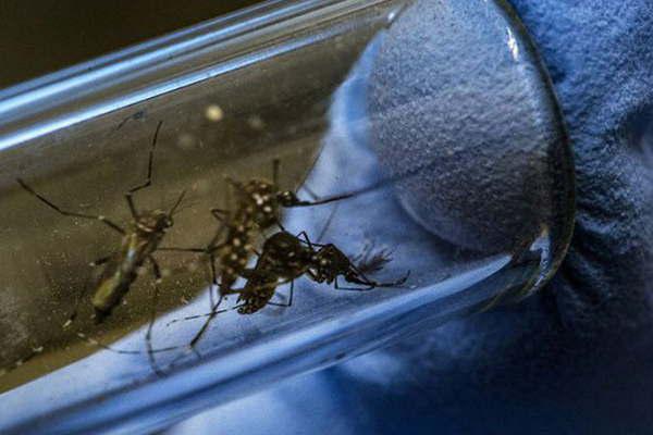 Por casos de dengue en varias provincias piden mayor prevencioacuten 