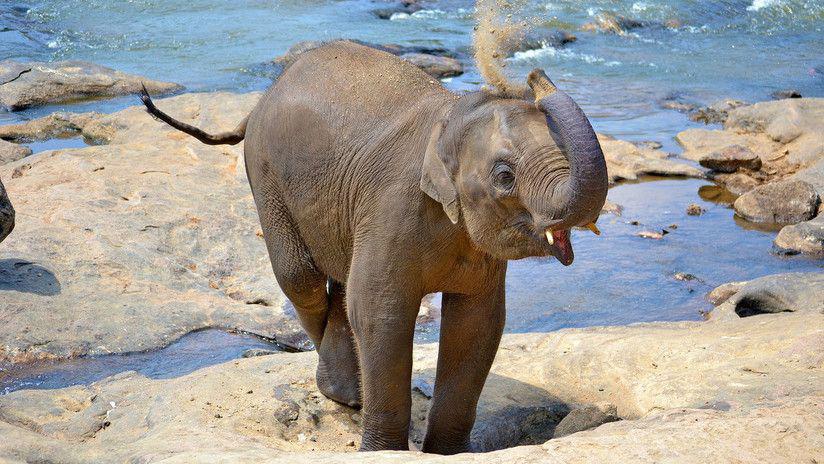 Viral- Un bebeacute elefante se sienta arriba de una turista