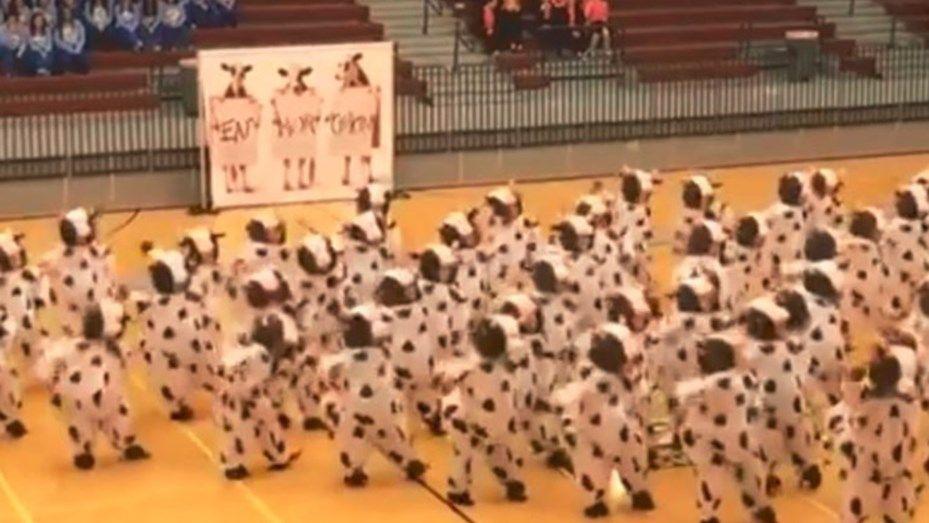 El baile de las vacas es furor en Facebook