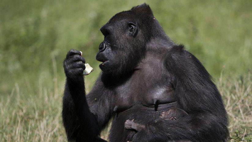 Un gorila sorprende a los visitantes de un zooloacutegico