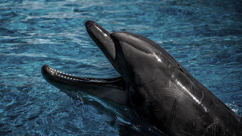Cientiacuteficos sorprendidos por el ataque de dos orcas a un delfiacuten