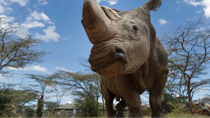 Murió el �ltimo rinoceronte blanco macho del mundo