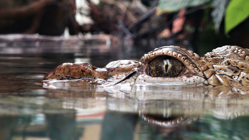 Encontraron el cadaacutever de una extrantildea criatura en Estados Unidos