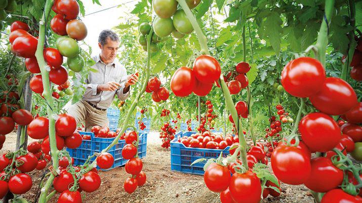 Detectan en Argentina nuevo virus en cultivos de tomate