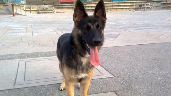 Se divorciaron y un juez ordenoacute que la tenencia de la perra sea compartida