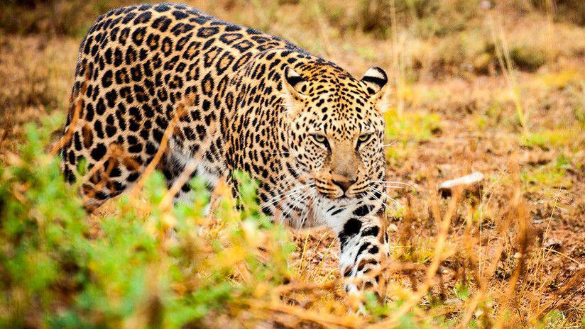 El inesperado encuentro entre un oso hormiguero y un jaguar